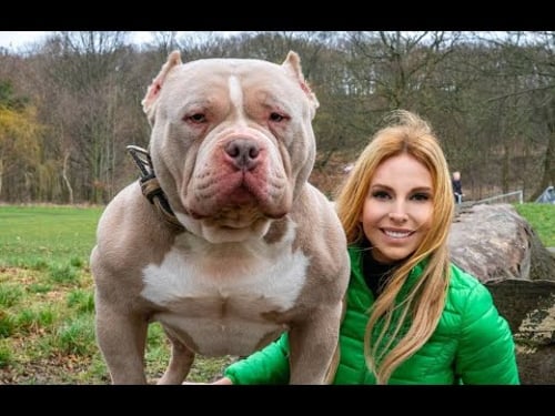 NOT DANGEROUS! THE AMERICAN BULLY DOG
