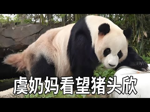 奶妈跑到爱宝乐园看望园欣,对于这只温和又亲人的小熊,只照顾了半年也始终忘不掉【你好大熊猫】#大熊猫园欣 #大熊猫乐宝