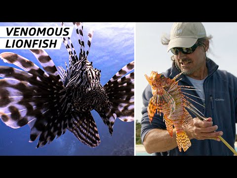 How Bermuda Fishermen Are Leading the Fight Against Venomous Lionfish — Vendors