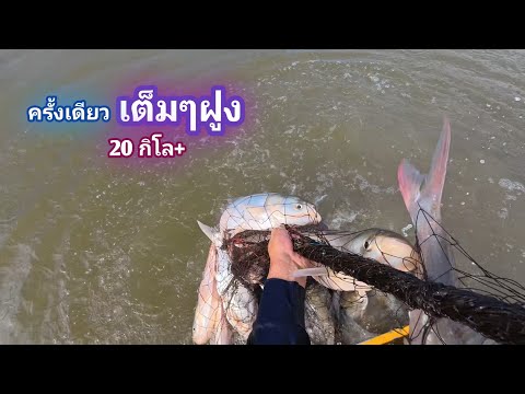 Casting a net with a 300 baht ticket, one cast yielded over 20 kilograms of fish; everyone in the...