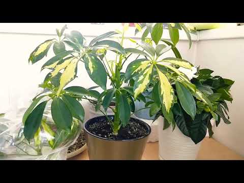 How to force Schefflera to branch. Schefflera propagation.