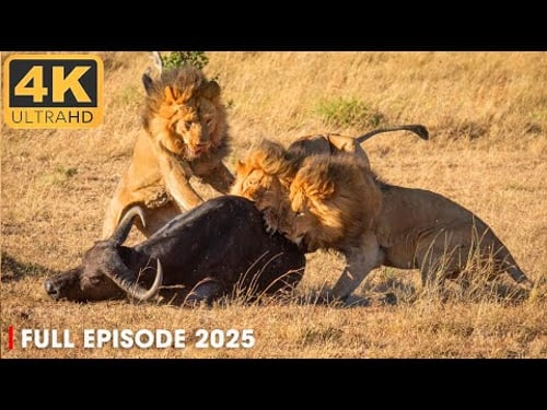 Lions vs Buffalo: Tanzania In Epic Battle | 4K UHD | Nature Animal Documentary