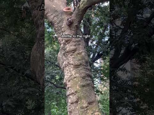 Trying To Give A Squirrel A Treat But He Couldn't Catch It