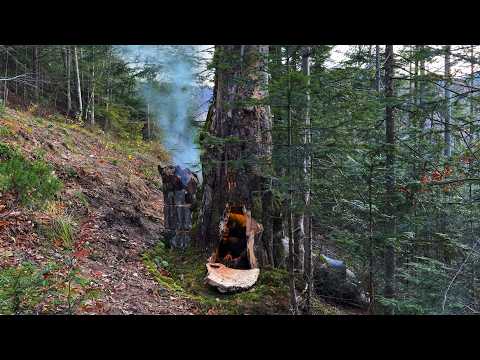 I build a hidden warm shelter inside a HUGE BEECH tree in the mountains, Bushcraft survival