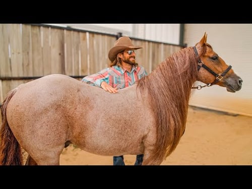 $1 VS $1,000,000 Horse