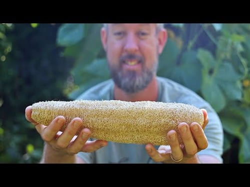 How to Grow Luffa Sponges (And Easily Process Them)