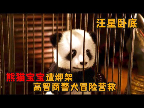 搞笑喜劇:熊貓寶寶遭壞人綁架,高智商警犬冒險營救