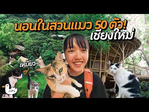 เยือนสวนแมว นอนบ้านไม้กลางป่า 3 ชั้น! | เชียงใหม่