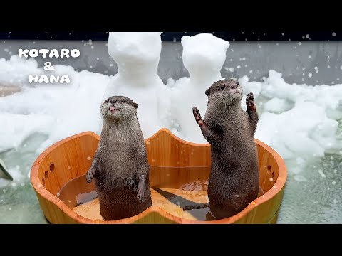 突然の雪に驚くカワウソたちのそれぞれの楽しみ方 Otters Have a Lovely Unexpected Snow Day