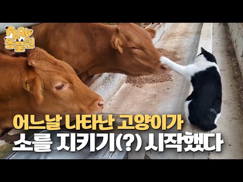 A “hero” cat throwing kitty punches at cows while guarding the barn | Batman Cat Episode