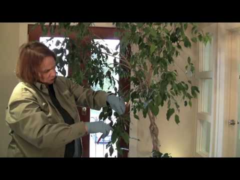 Prune this: Ficus Tree overgrown and in need of a trim and a prune!