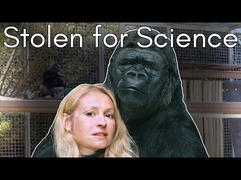 The Dark Truth About Koko the Talking Gorilla: The Primate Forced to Be a Person