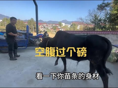 牛儿们冬天陆陆续续添丁,老六吼得住吗?该逛街的要逛街了! #记录我的新农人生活 #真实生活记录 #三农流量扶持计划 #养牛人
