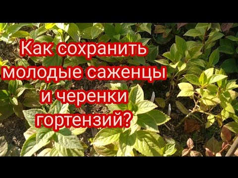 ГОРТЕНЗИЯ.КАК СОХРАНИТЬ МОЛОДЫЕ САЖЕНЦЫ И ЧЕРЕНКИ ГОРТЕНЗИЙ В ЗИМУ 🤔