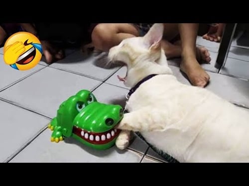 Nuevos clips de perros y gatos más divertidos de 2025 😼🐶Intenta no reírte 😜😍