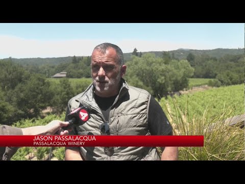 Residents, workers near Point Fire react to wildfire burning in Sonoma County