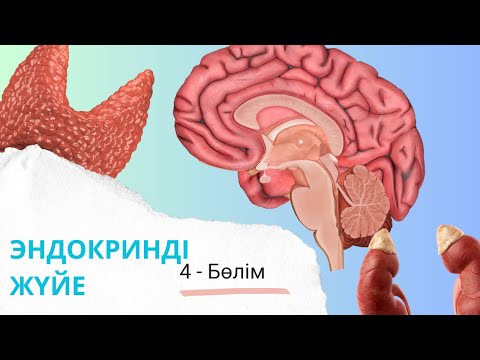эндокринді жүйе| жыныс гормондары мен бүйрекүсті безінің милы қабаты| 4 - бөлім