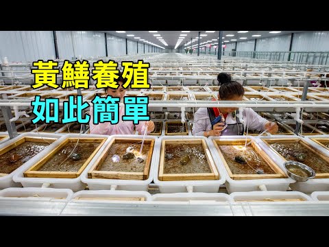 黃鱔的秘密,養殖過程大開眼界