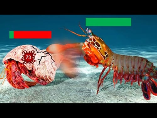 The Crustacean Tier List