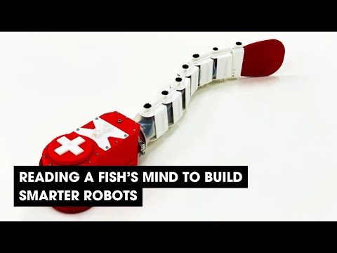 Reading a Fish’s Mind to Build Smarter Robots