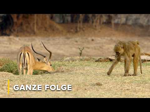 Das wilde Netz: Die wichtigen Rollen von Sambias kleinsten Wesen | Geschichten aus Sambia 107