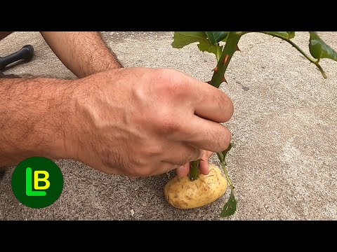 I stuck a rose in a potato and the results are fascinating. I can produce countless seedlings