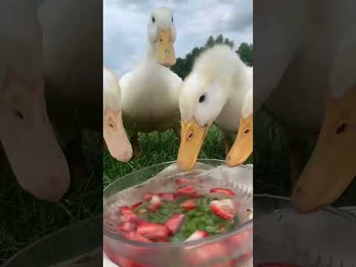 La mejor experiencia gamer ASMR ✨👄✨