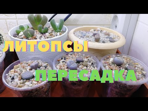 Литопсы из семян | Пересадка литопсов