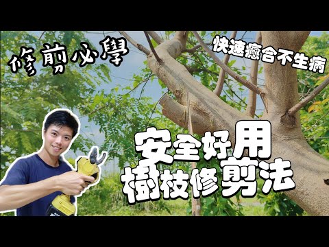 別做錯誤剪枝 正確修枝法 幫助癒合防止生病🌱 | 長的好又安全的修剪方法 | 樹枝果樹修剪教學 | 如何修剪樹枝 | 紅龍兄
