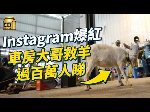 #MM|Threads爆紅 2個月大幼羊流浪街頭後 被車房大哥領養 拍養羊Reels 過百萬人睇過 出街有Fans圍 |#700萬種生活 #4K