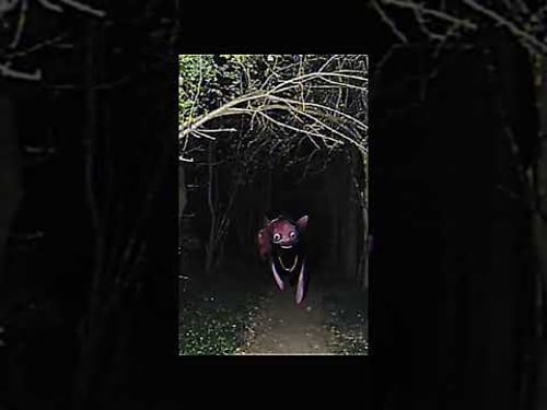 Pinkie pie infection footage