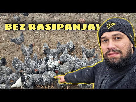 Hranilica za koke koja ništa ne rasipa – napravi sam za 0€!