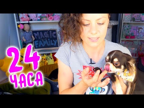 МОЙ ДЕНЬ СО ВСЕМИ ПИТОМЦАМИ | ВЛОГ Magic Family