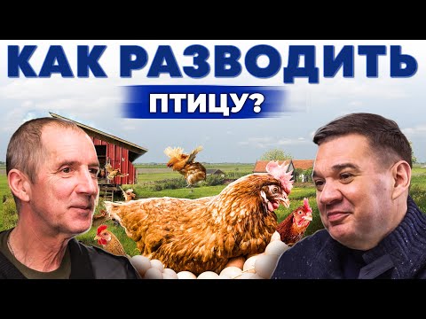 Making Money with Chickens | Starting Your Own Farm from Scratch | Which Breed of Laying Hens Sho...