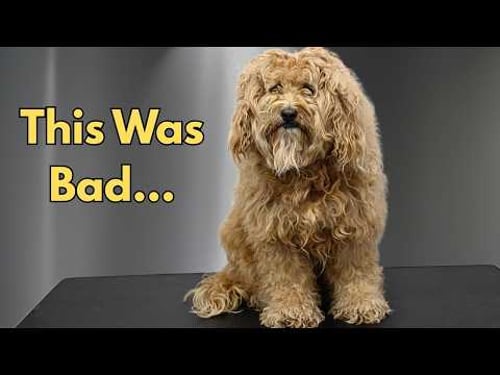 Severely Matted Cocker Spaniel Mix Gets a HUGE Transformation