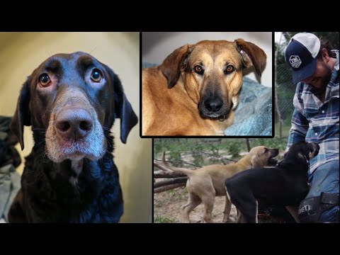 Rescued Chocolate Lab, Puppies and a Cur: Stories of the Unleashed Ep:1