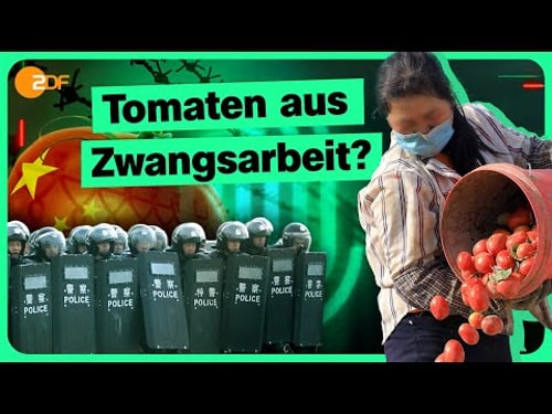Tomaten unter Verdacht: China und die Zwangsarbeit | Die Spur