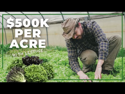 $500,000 From 1 Acre of Lettuce (75% Profit Margins)