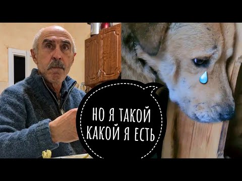 ПЕРСИК НАПАЛ НА ЧЕЛОВЕКА😱СЕРЬЕЗНЫЙ РАЗГОВОР С ПАПОЙ.