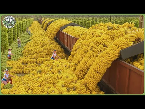 Modern Agriculture Machines on Another Level – Farmers Reap Millions Tons in Massive Harvests