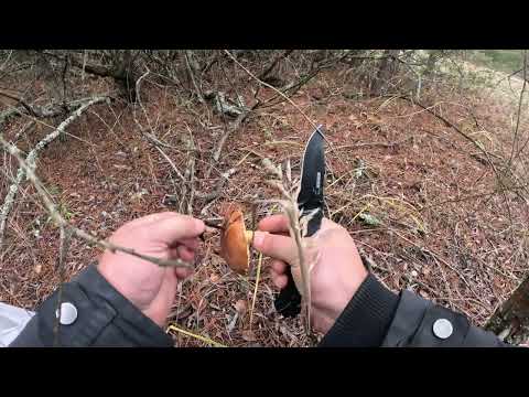 В поиске грибов, результат Вас удивит. #1