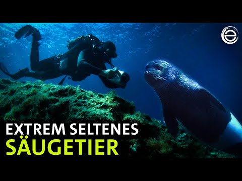The world's rarest seal â Mediterranean Adventure | Experience Earth