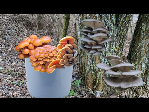 Edible winter mushrooms❄️Oyster mushrooms and Flamulina mushrooms
