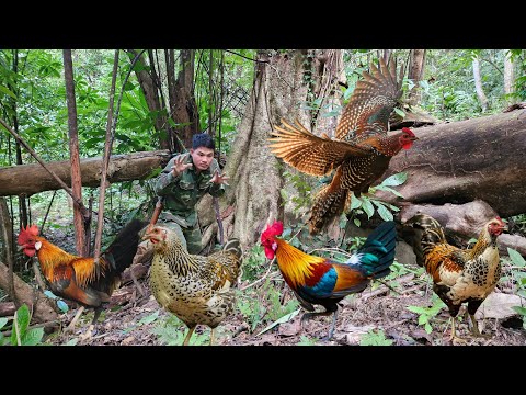 Setting traps and catching wild hens to bring back, care for, and breed | Survival Skills | Part 2
