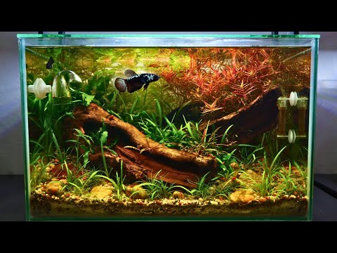 I Built an Aquarium for a Samurai Betta