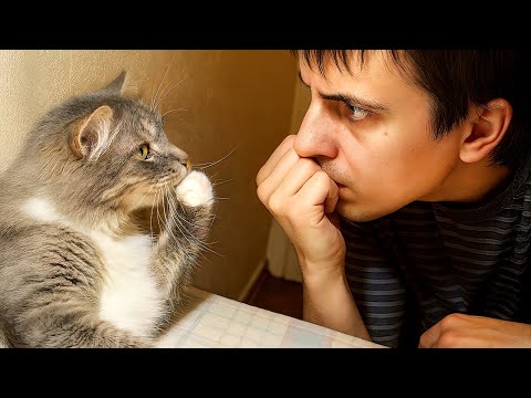 When Your Cat Starts Imitating You 😂 Funny Cats and Humans
