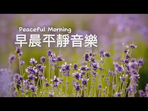 早晨寧靜音樂Morning Peaceful | 紫色花田一望無際,在陽光下輕輕搖曳,馨香隨風飄送,安靜溫柔的輕音樂|#輕音樂 #早晨音樂 #放鬆 #冥想 #睡眠 #softmusic