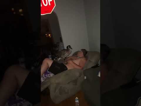 He Didn't See The GOOSE! 🪿