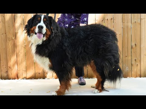 They Said He'd Need a Muzzle...Then This Happened | Bernese Mountain Dog