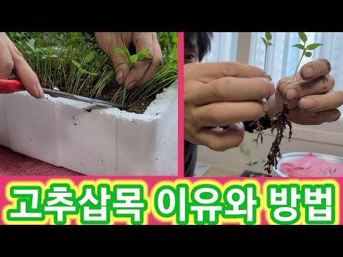 고추삽목 이유와 방법 가식과 삽목 합니다